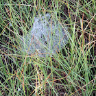 Cobweb