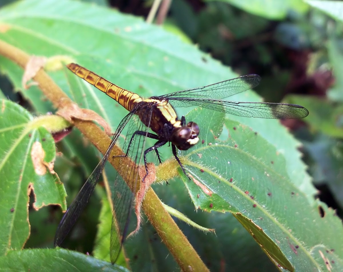 Dragonfly - Libélula