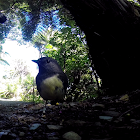 South Island Robin / Wangapeka