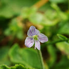 Gypsyweed