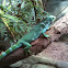 Fiji Island iguana