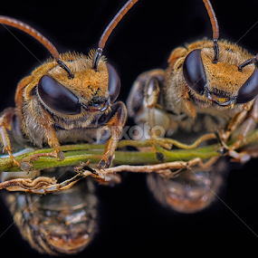 by SweeMing YOUNG - Animals Insects & Spiders