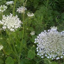 Queen Anne's Lace