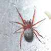 Hackelmesh weaver spider
