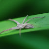 Nursery web spider, Listspinne