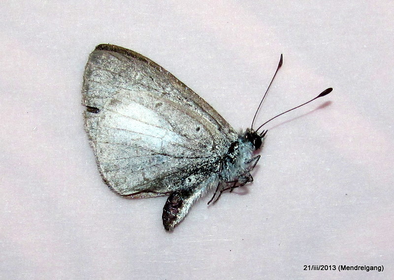 Hill Hedgeblue,Lycaenidae (Blues)