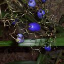 Dianella berries