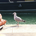 European Herring Gull