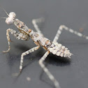 Grizzled Mantid