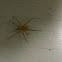 Funnel-web , Grass spider