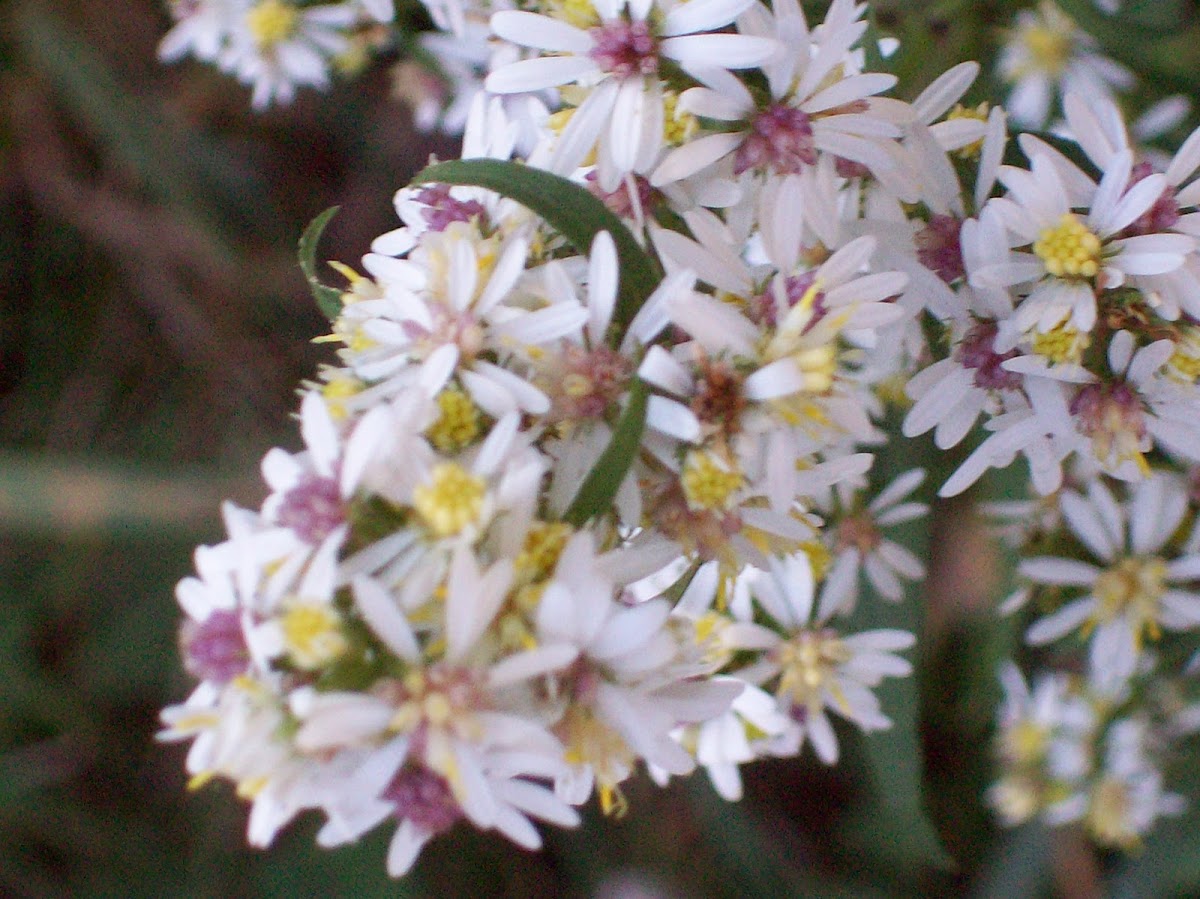 Lindley's Aster