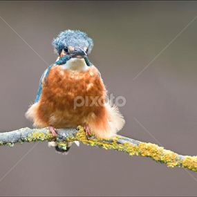 by Marlene Finlayson - Animals Birds