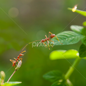 Hello, Buddy! by Ndang Chun - Animals Insects & Spiders