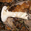 Clouded Agaric?