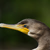 Florida Cormorant