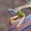 Praying Mantis - Mantis Religiosa