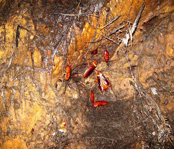 American Cockroach | Project Noah