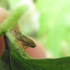 meadow froghopper or spitbug