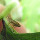 meadow froghopper or spitbug