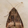 Dark Sword-grass Moth