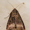 Dark Sword-grass Moth