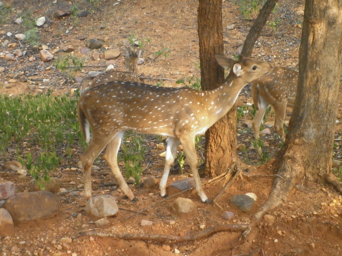 Spotted Deer/Chital