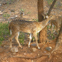 Spotted Deer/Chital