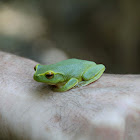 Graceful or Dainty Tree Frog