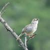 Tawny-flanked Prinia