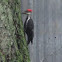 Pileated woodpecker