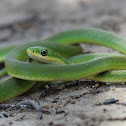 Rough Green Snake