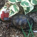 Three-toed Box turtle