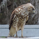 Red-shouldered Hawk     juvenile