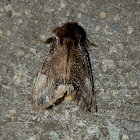 Margined Browntail Moth -male