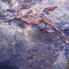 Weedy Seadragon