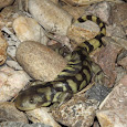 Reptiles and Amphibians of Colorado