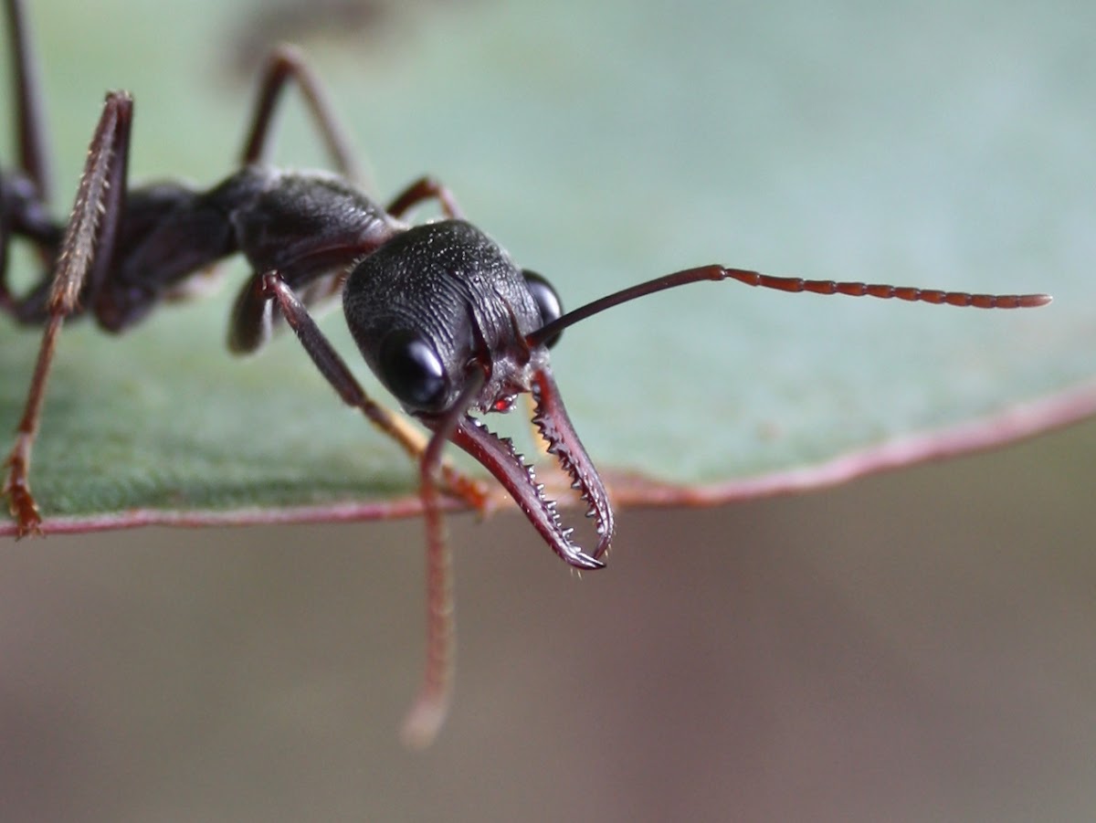 Inchman (Bulldog-ant)