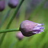 Chives