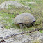 Gopher Tortoise