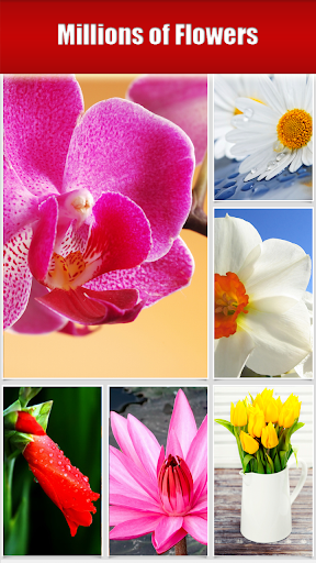 【免費教育App】Cool Flower Wallpapers-APP點子