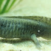 Axolotl, Water monster