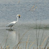 Great Egret and Great Blue Heron