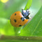 Lady Beetle