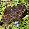 Eastern American Toad