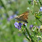 Fiery Skipper