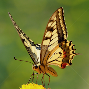 Swallowtail by Romano Petesic - Animals Insects & Spiders