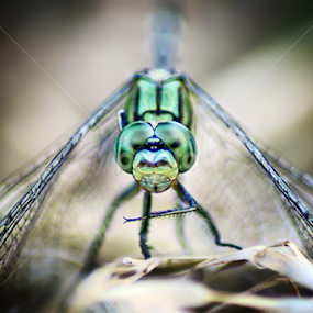 by Inot Nabut - Animals Other