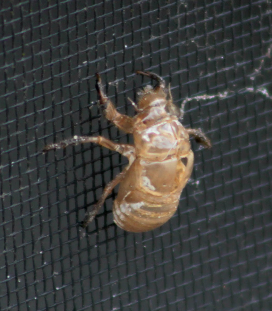 Cicada (exuvia)
