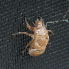 Cicada (exuvia)