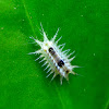 White Slug Caterpillar